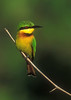 SmugMug > popular all-time > Little Bee Eater